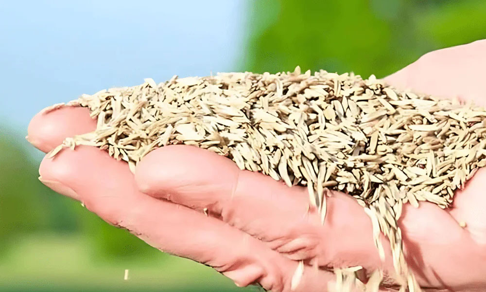 Grass Seeds